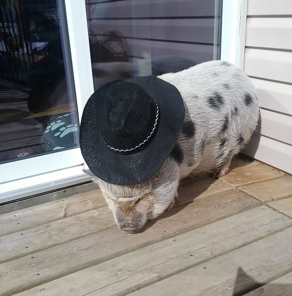 Meet your Posher, Debbie